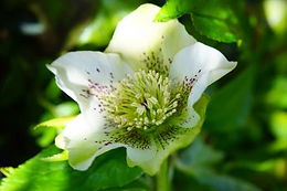 November Suburban Gardening Calendar with Marc Rosenberg