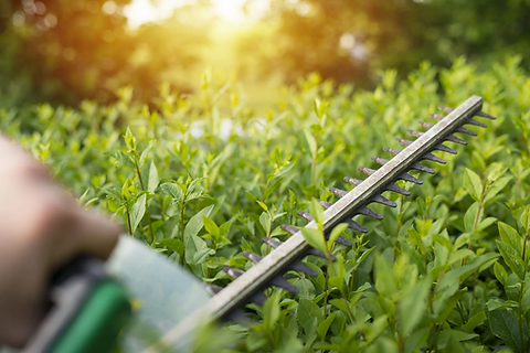 hedge-trimming.webp