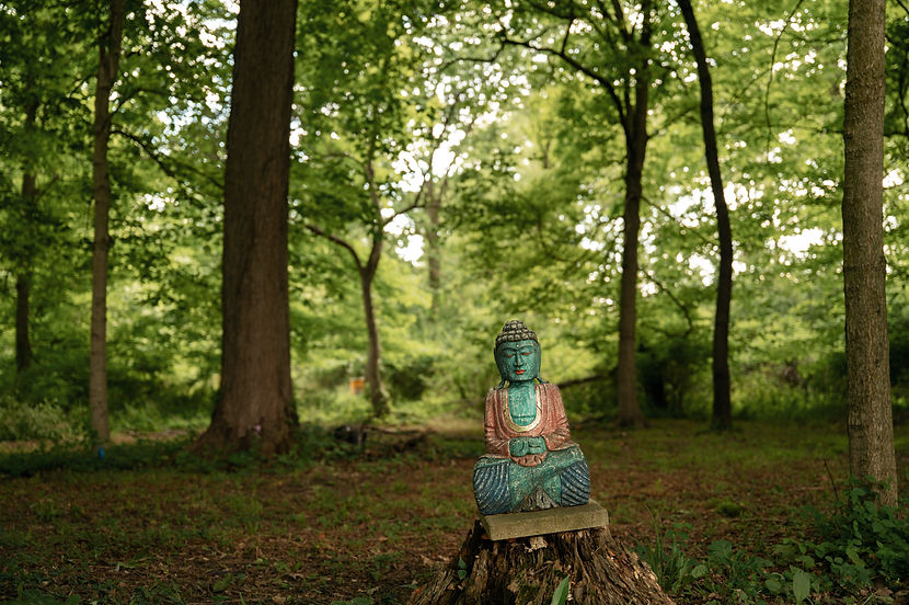Buddha in the Woods