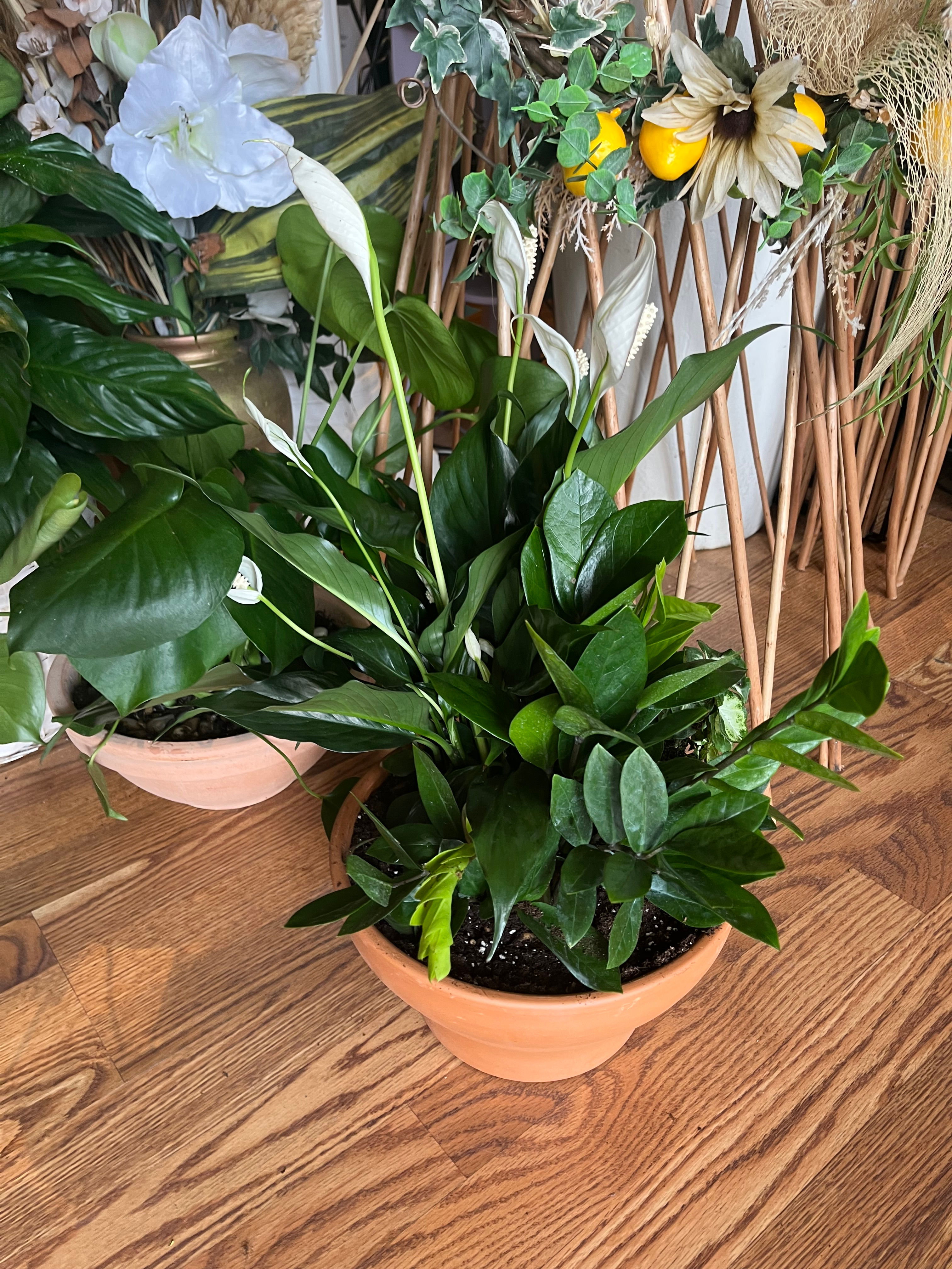 Medium Dish Garden with Assorted Plants