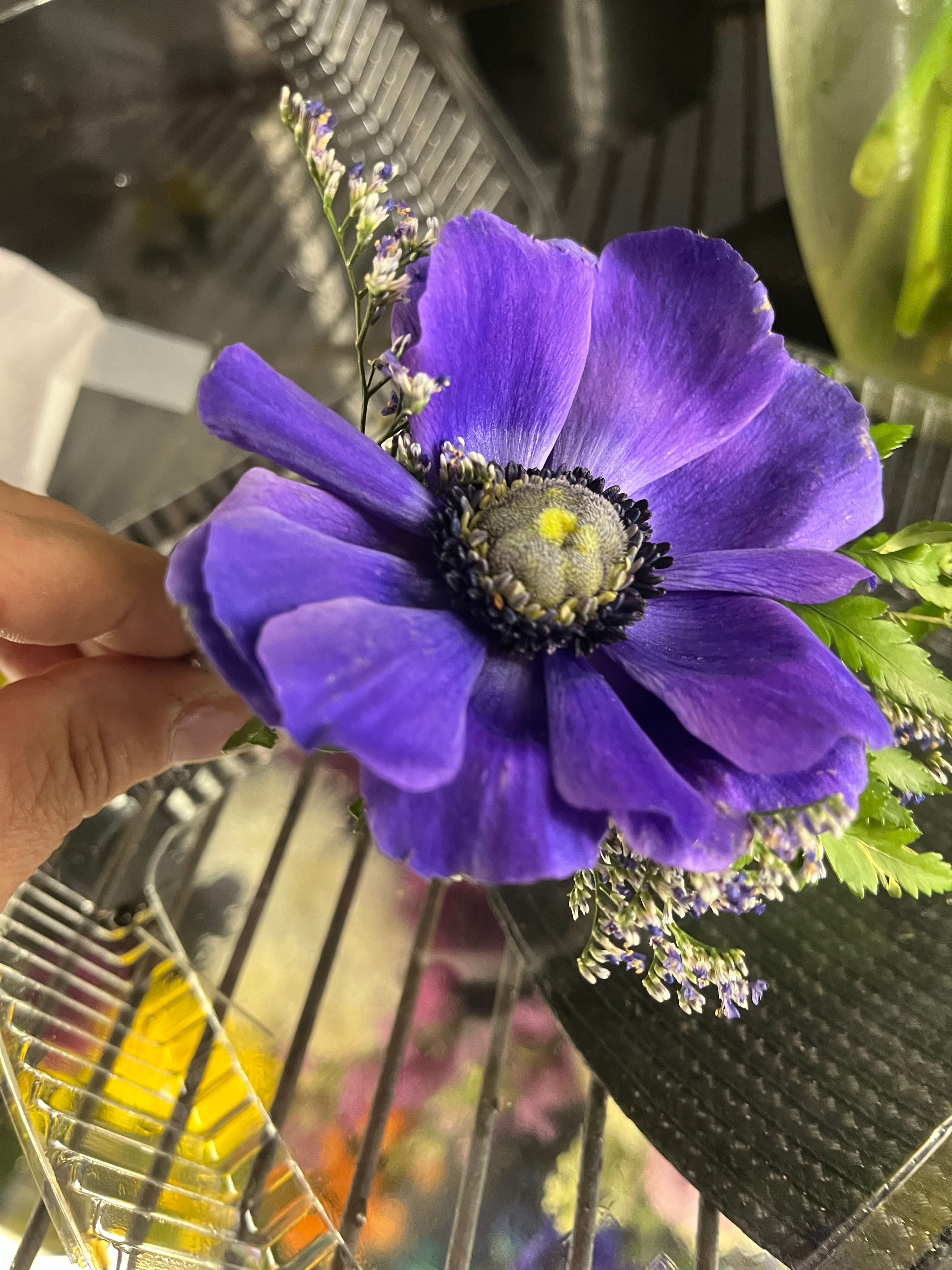 Anemone Boutonnière