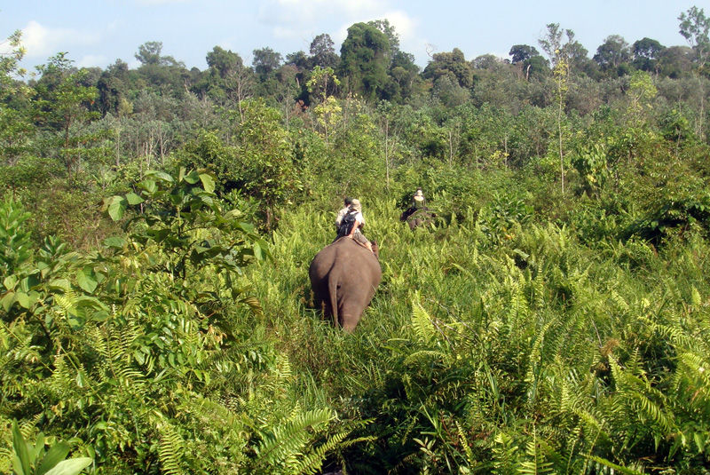 Боно, Индонезия