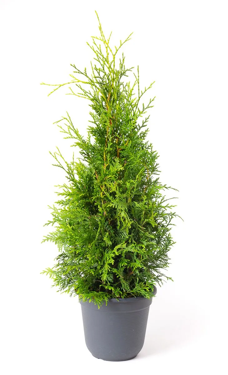 01-thuja-occidentalis-brabant-96515_origin_img.webp