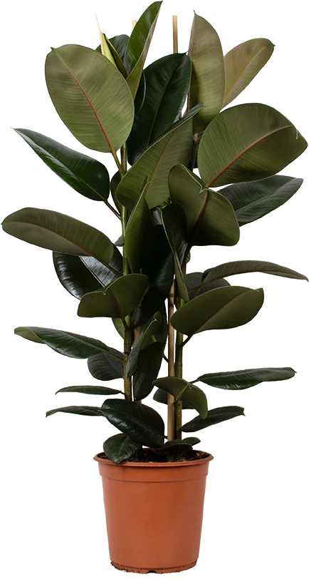 Ficus_Elastica_P24_teelt_efffe4c2-c7cb-493f-abc3-b4a80a172e4f_1024x1024.webp