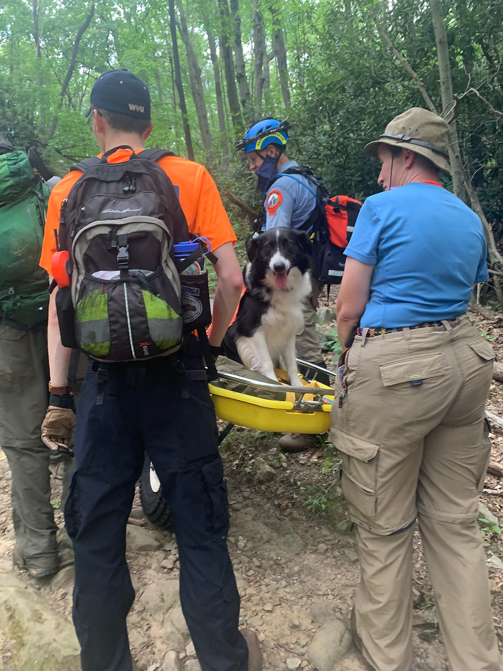 dog sitting on litter, being carried