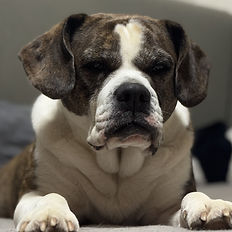 Hundebetreuung Bad Homburg