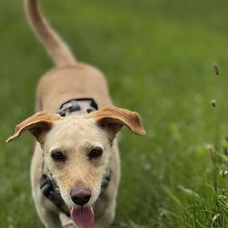 Wanderung beim Hundeurlaub