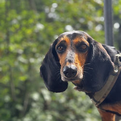 Hundebetreuung Hessen