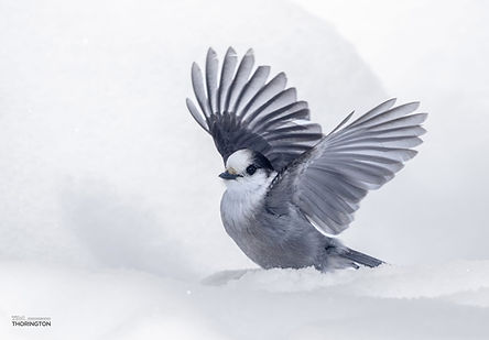 Tim Thorington - Canada Jay 2.JPG