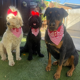 Im4PawsCreations | Snap-on dog bandanas | Los Angeles, CA, USA