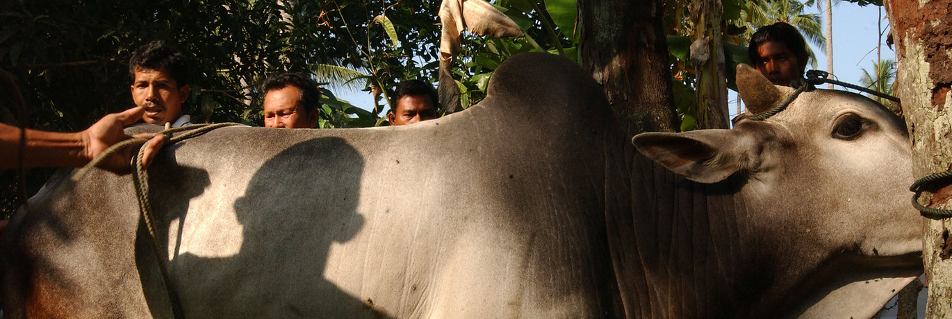 aceh_eidadha012.JPG