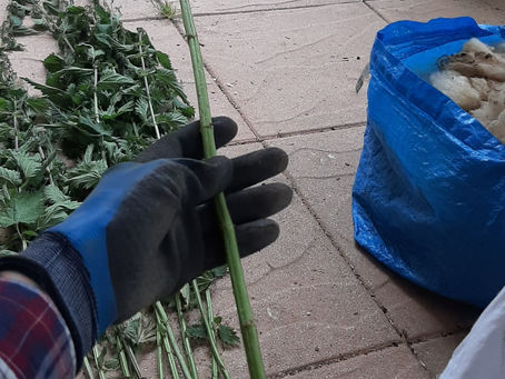 Travaillons les orties