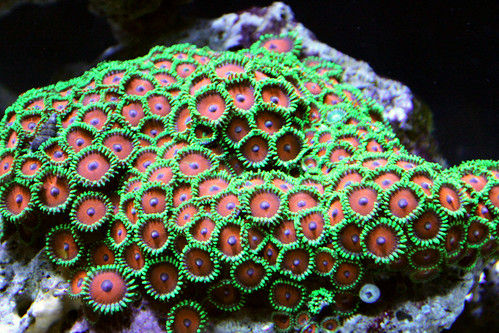 Green Button Polyps I think