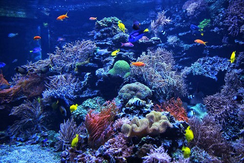 Saltwater Aquarium
