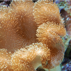 Finger Leather Corals