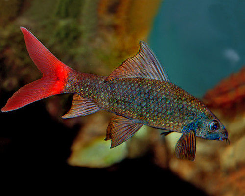 Red-tailed Shark - Labeo bicolor