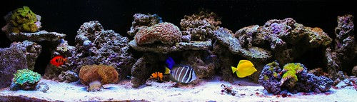 Saltwater Aquarium