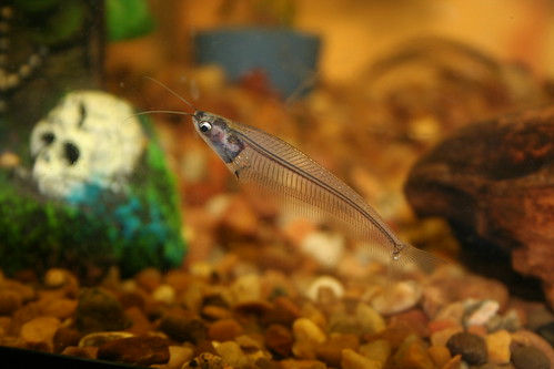 Glass Catfish