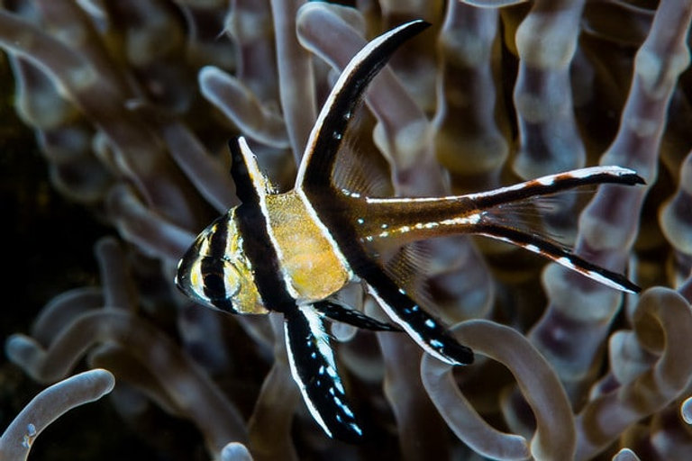 Assorted Cardinal Fish Cardinalfish