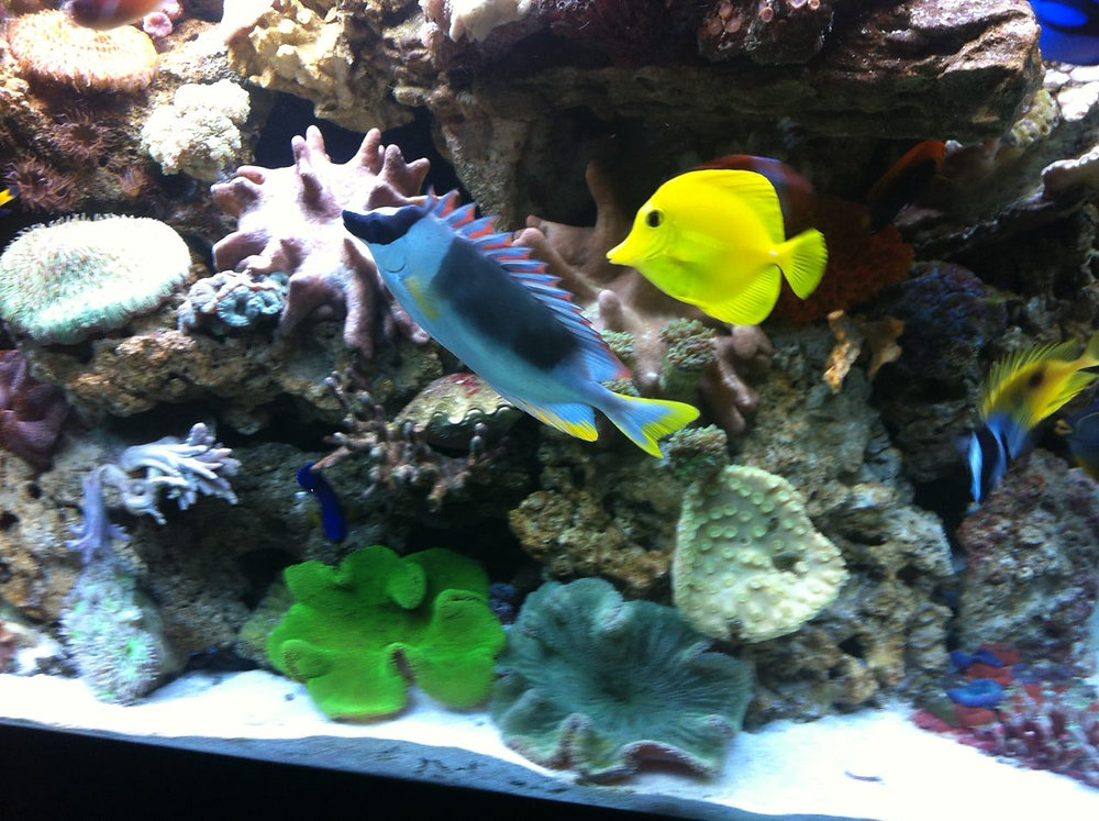 Identifying and Treating Common Diseases in Saltwater Aquariums