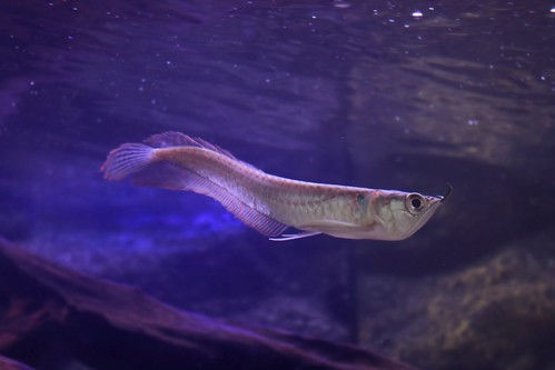 Silver Arowana