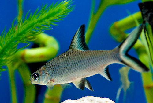 Bala Shark