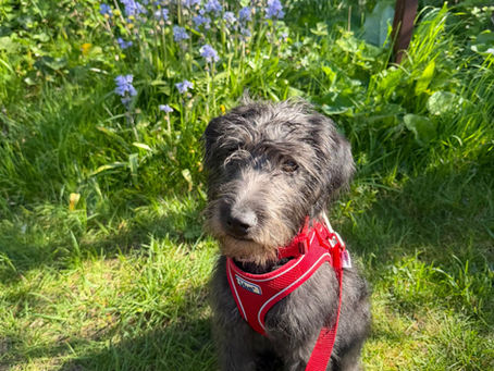 🌿 Bringing Storytelling to Life Outdoors 📚🐾