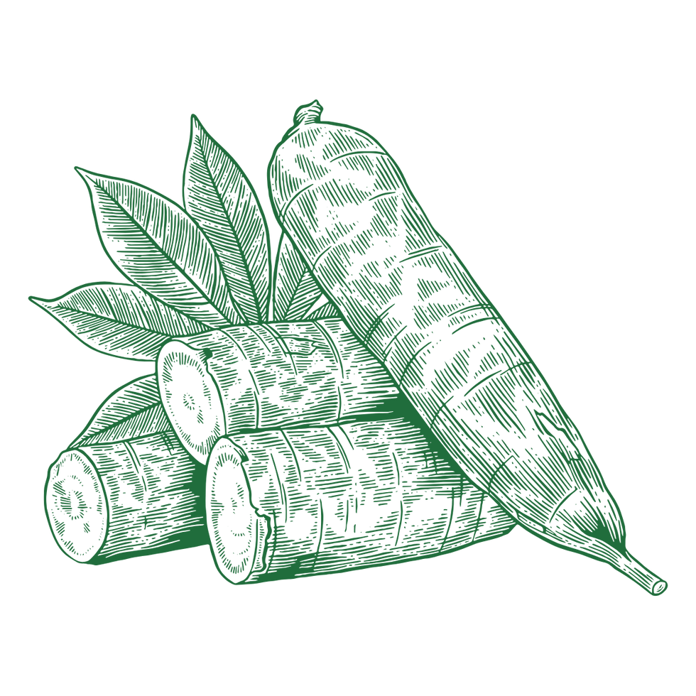 cassava 2.png