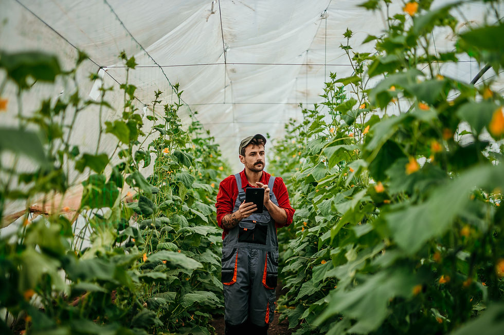 orker walking through rows of tall plants in commercial greenhouse and holding tablet.