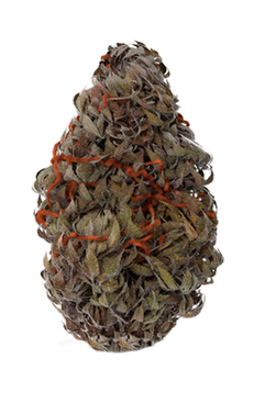 weed-bud-cbh-india.png