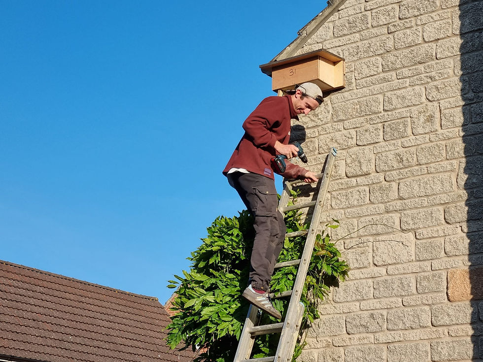 The swift box install was a success this summer