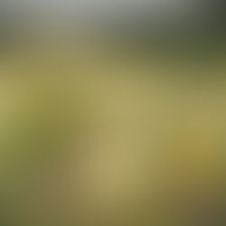 National Meadows Day 2023