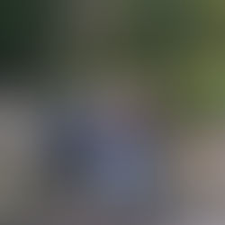 volunteers clearing bramble