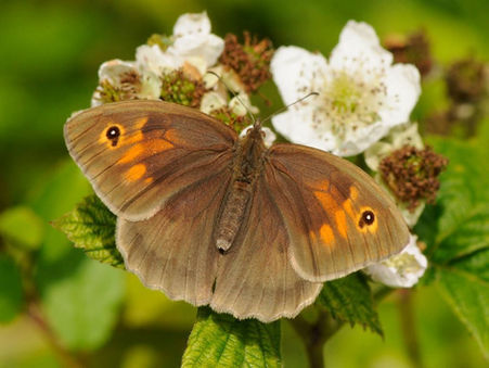 meadow brown butterfly on blackberry blosson