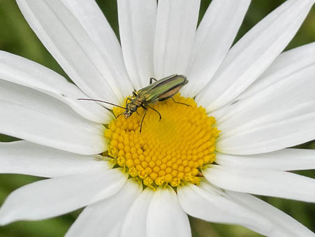 Are the bees happy with the results of Peel Park's No Mow May...?