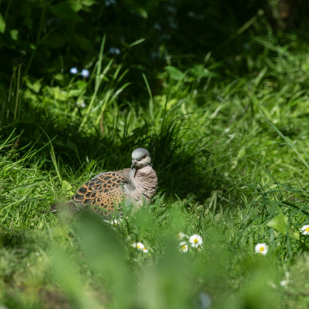 A Christmas confession: two turtle doves