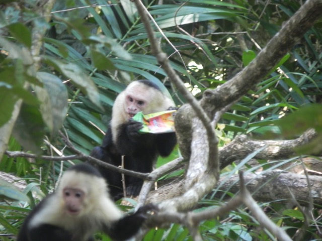 Vida silvestre