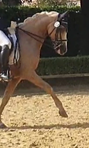 Helles Pony trabt mit Kandare drauf