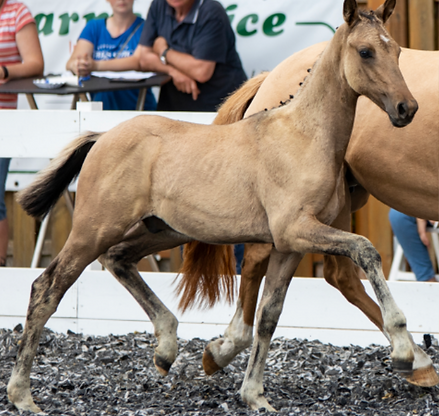 Bildschirmfoto 2025-08-23 um 10.06.37.png