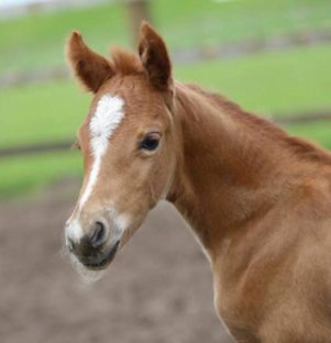 Venustas joline .png