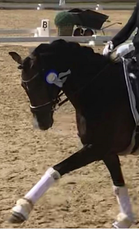 Dunkles Pony trabt mit Reiterin drauf