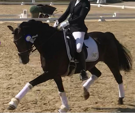 Dunkles Pony trabt mit Reiterin drauf