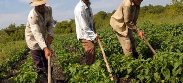 plantando con esfuerzo
