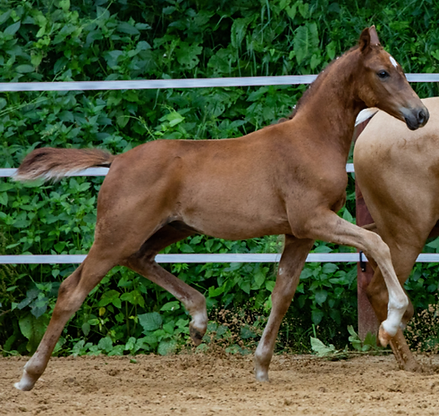 Bildschirmfoto 2025-08-23 um 09.49.00.png
