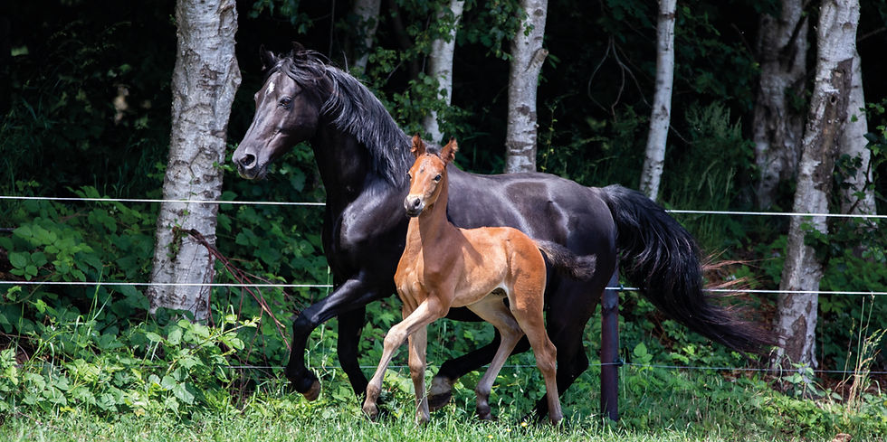 Joy mit Fohlen_edited.jpg