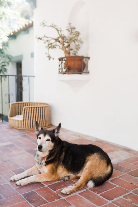 Spanish house with brick patio and dog