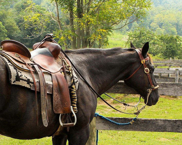 farm-seat-horn-ranch-horse-rein-1018137-pxhere.com.jpg