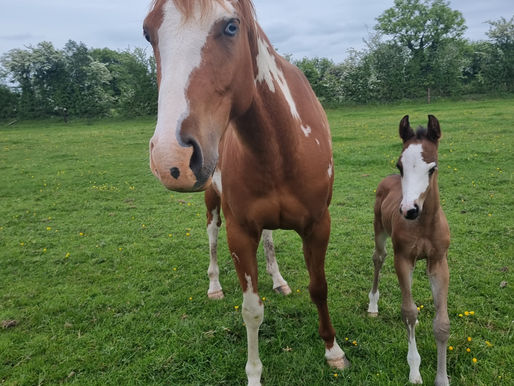 Welcome to our Newest Western Paint Foal