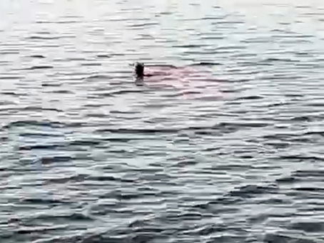 Egypt shuts down Red Sea beaches after 2nd tourist killed in shark attack within hours