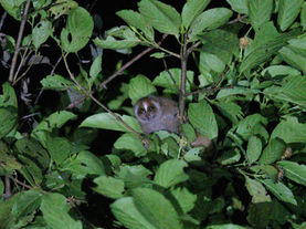 Feared Extinct for Nearly a Century, the Venomous Bangka Slow Loris Turns Up Alive in Indonesia
